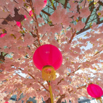 Shillong,Cherry Blossom Festival